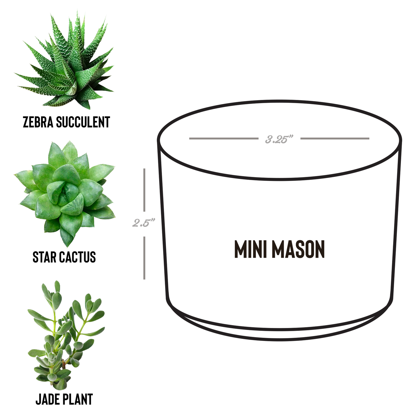 Amazingly_Ever_After_Potted_Plant_Mason_Spec_Mockup.png