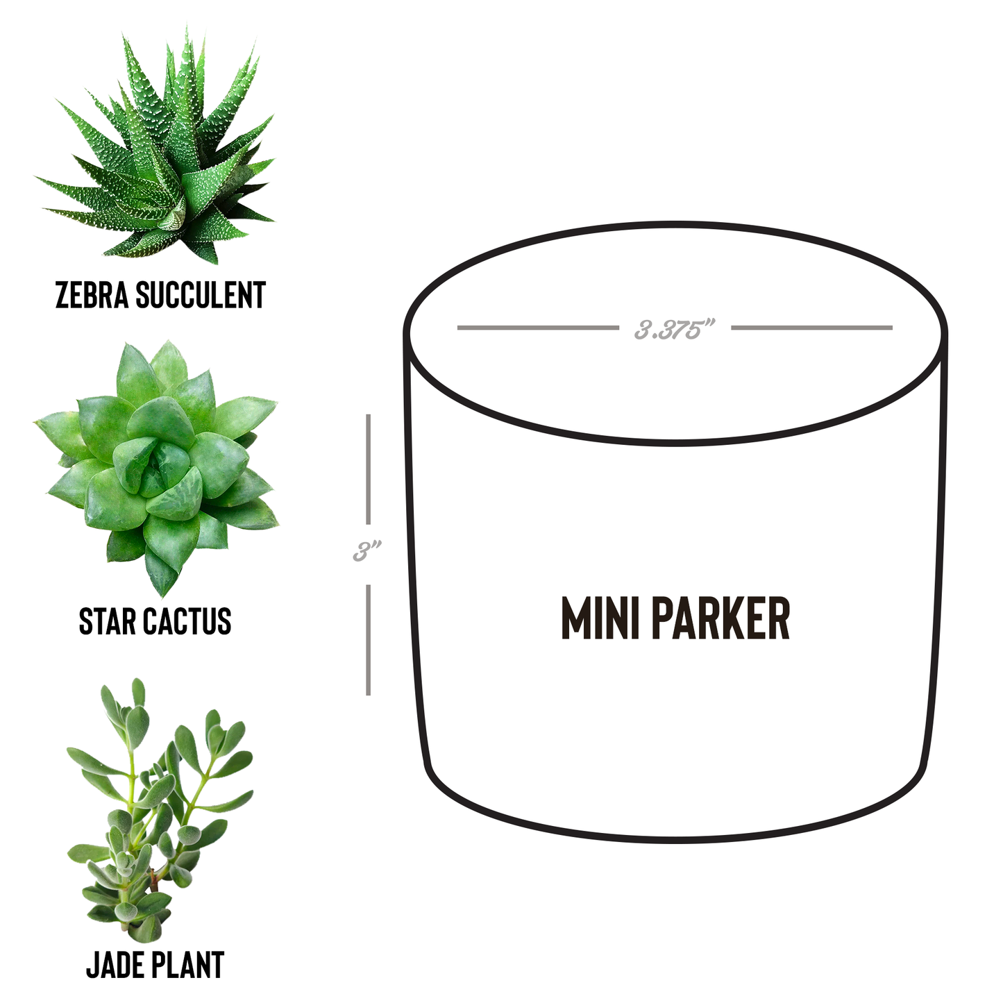 Amazingly_Ever_After_Potted_Plant_Parker_Spec_Mockup.png