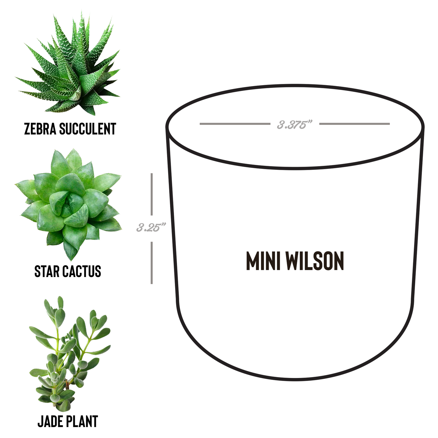 Amazingly_Ever_After_Potted_Plant_Wilson_Spec_Mockup.png