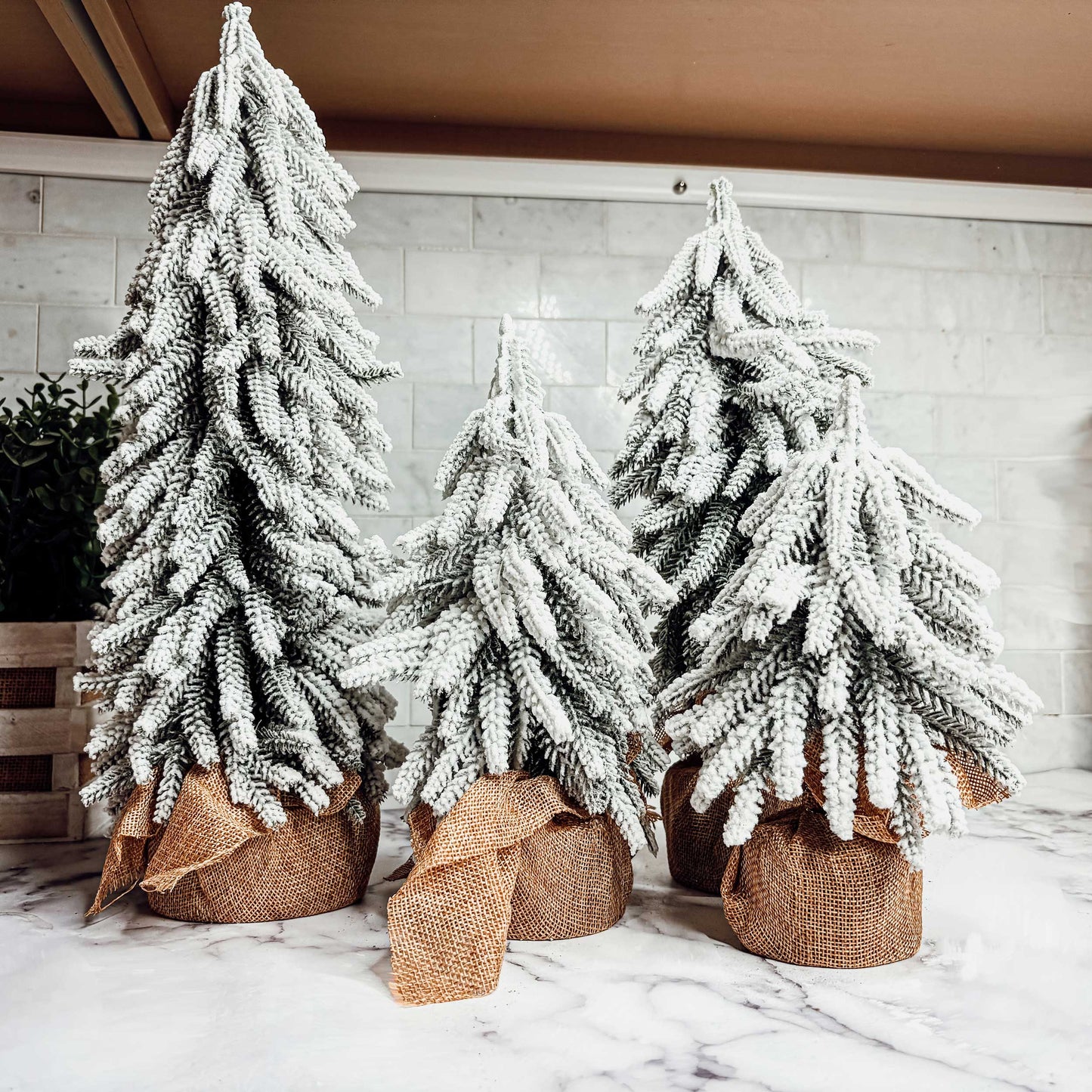 Snow Christmas Trees
