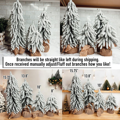 Snow Christmas Trees